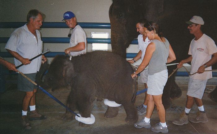 OMG. How circus elephants are tamed - 20