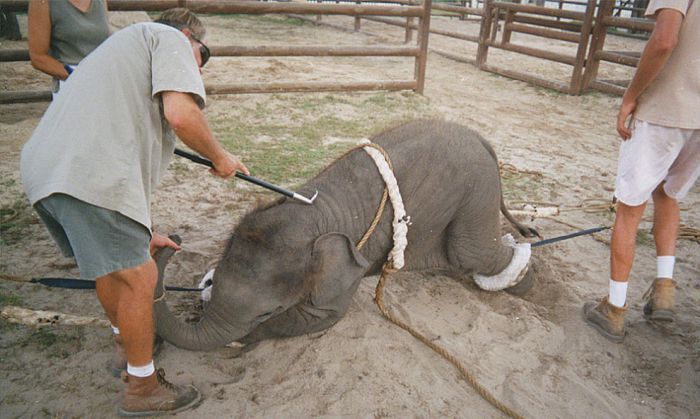 OMG. How circus elephants are tamed - 21