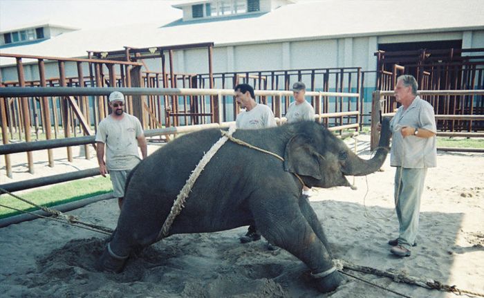 OMG. How circus elephants are tamed - 22