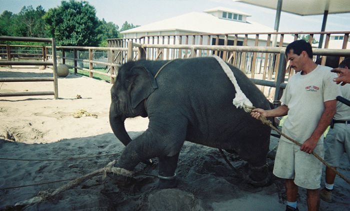 OMG. How circus elephants are tamed - 23