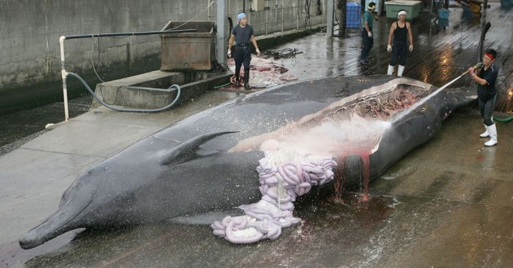 OMG. The problem of whale extermination - 12