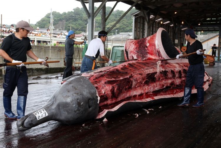 OMG. The problem of whale extermination - 13