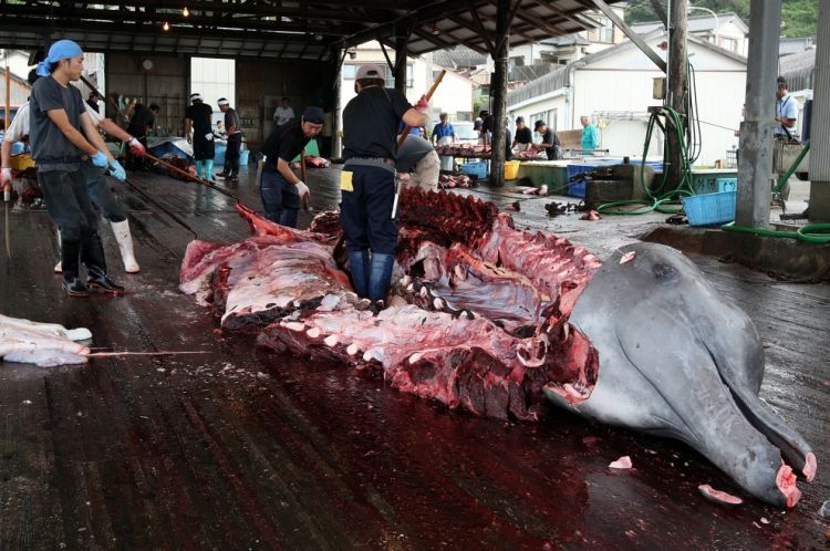 OMG. The problem of whale extermination - 14