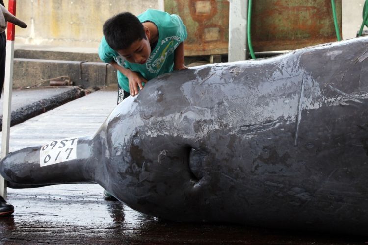 OMG. The problem of whale extermination - 16