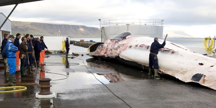 OMG. The problem of whale extermination - 24