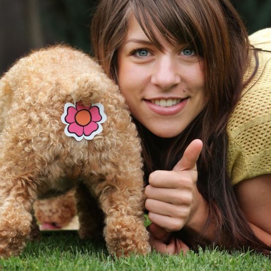 Pet protection sticker - 02