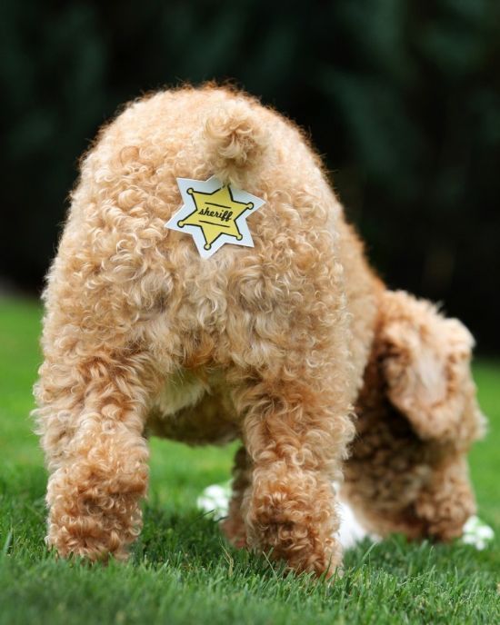 Pet protection sticker - 04