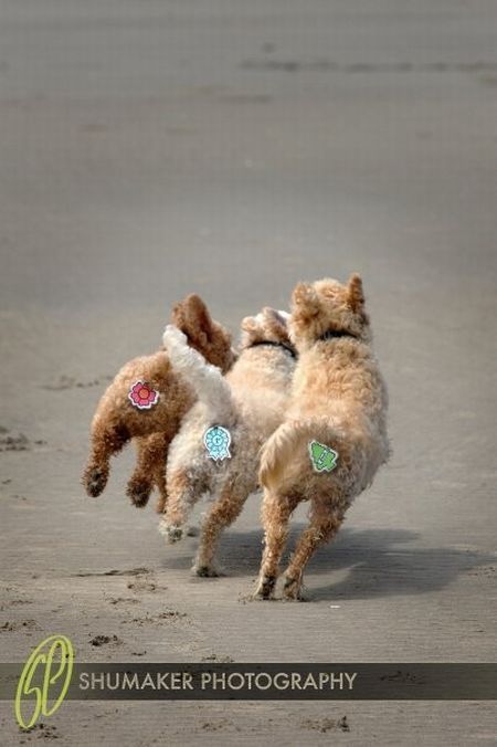 Pet protection sticker - 05