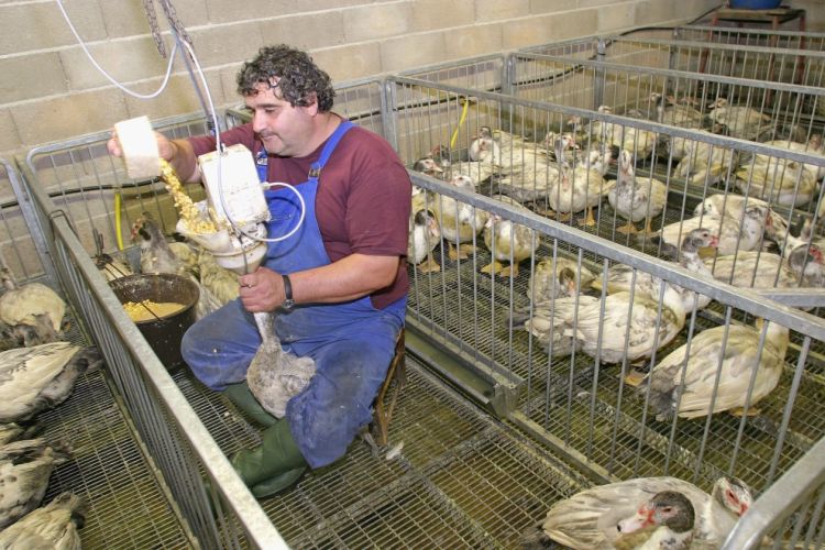 Production of foie gras - 02