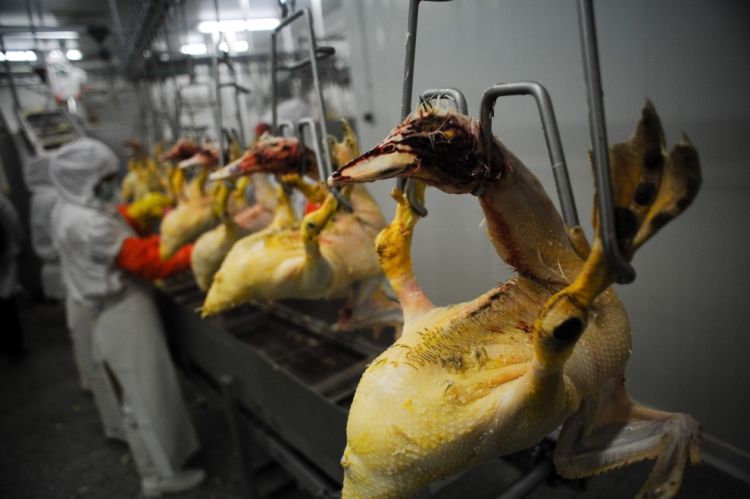 Production of foie gras - 08