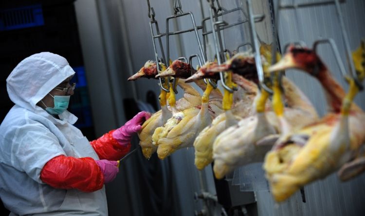 Production of foie gras - 09