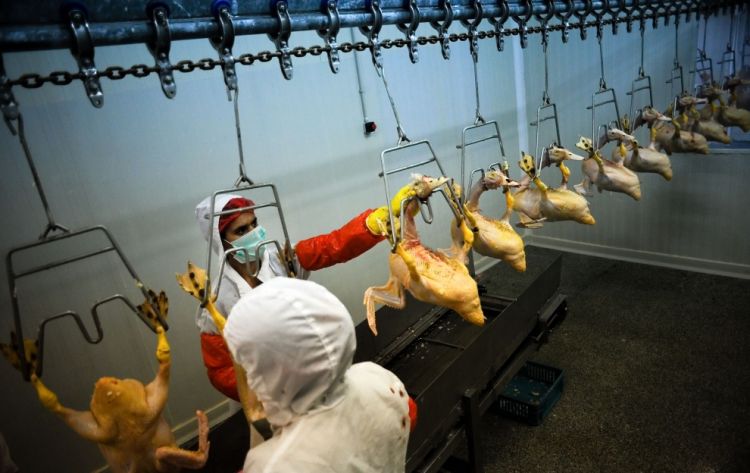 Production of foie gras - 13