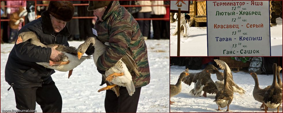 Unusual Russian entertainment - goose fights - 18
