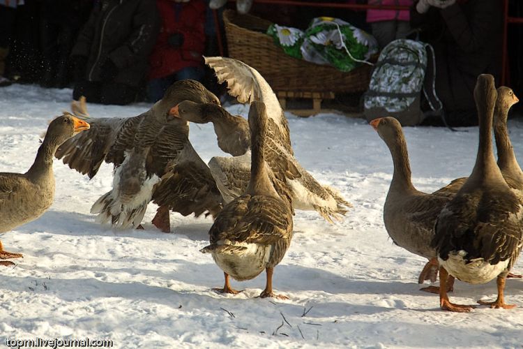 Unusual Russian entertainment - goose fights - 04