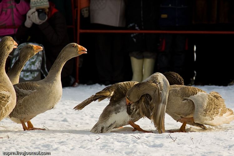 Unusual Russian entertainment - goose fights - 05