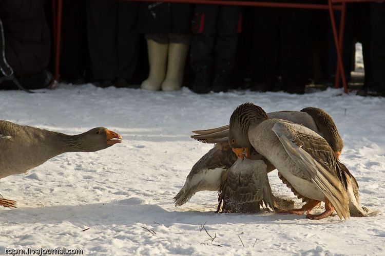 Unusual Russian entertainment - goose fights - 06