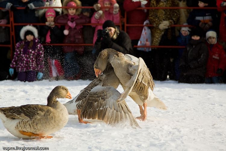 Unusual Russian entertainment - goose fights - 07