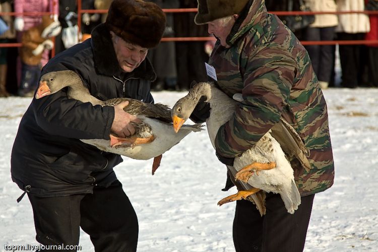 Unusual Russian entertainment - goose fights - 10