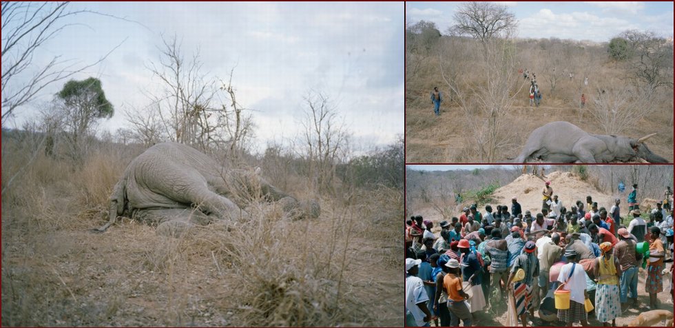 OMG. What they are doing with the dead elephants in Zimbabwe - 18