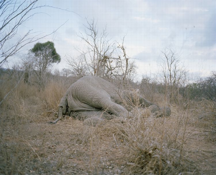 OMG. What they are doing with the dead elephants in Zimbabwe - 01