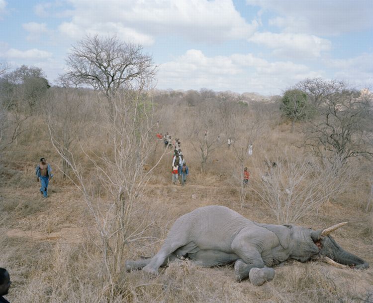OMG. What they are doing with the dead elephants in Zimbabwe - 02