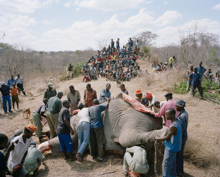 OMG. What they are doing with the dead elephants in Zimbabwe - 03
