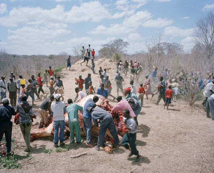 OMG. What they are doing with the dead elephants in Zimbabwe - 04