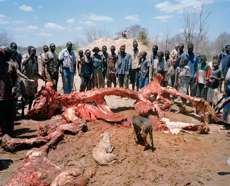 OMG. What they are doing with the dead elephants in Zimbabwe - 06