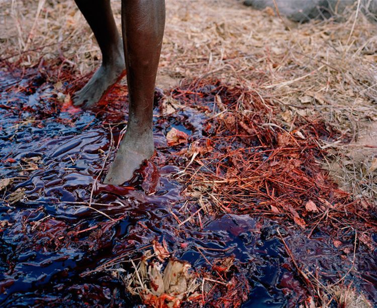 OMG. What they are doing with the dead elephants in Zimbabwe - 07