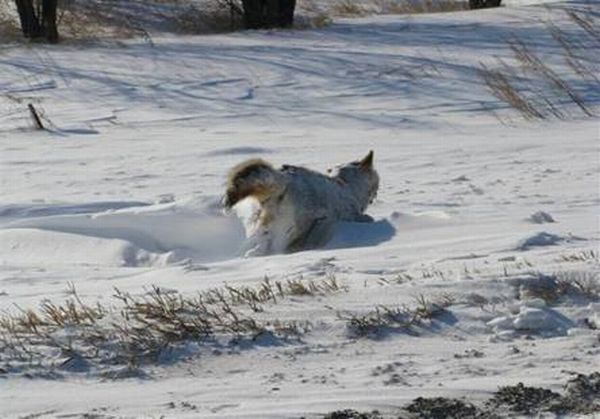 OMG. Victims of severe frosts (9 pics)