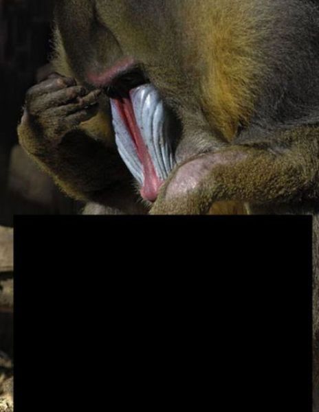 What is this mandrill thinking about? - 00