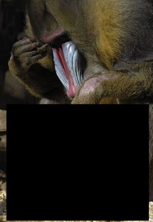 What is this mandrill thinking about? - 01