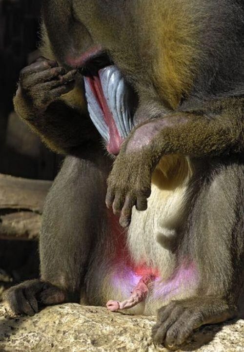 What is this mandrill thinking about? - 02