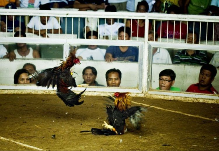 Cockfights in the Philippines - 12