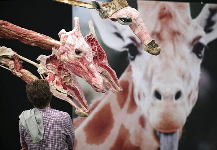 Anatomical safari, an unusual exhibition of Dr. Gunther von Hagens - 01