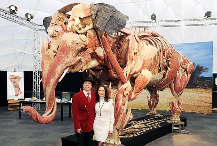 Anatomical safari, an unusual exhibition of Dr. Gunther von Hagens - 06