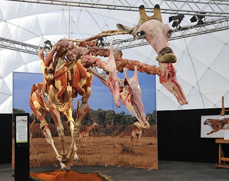 Anatomical safari, an unusual exhibition of Dr. Gunther von Hagens - 11