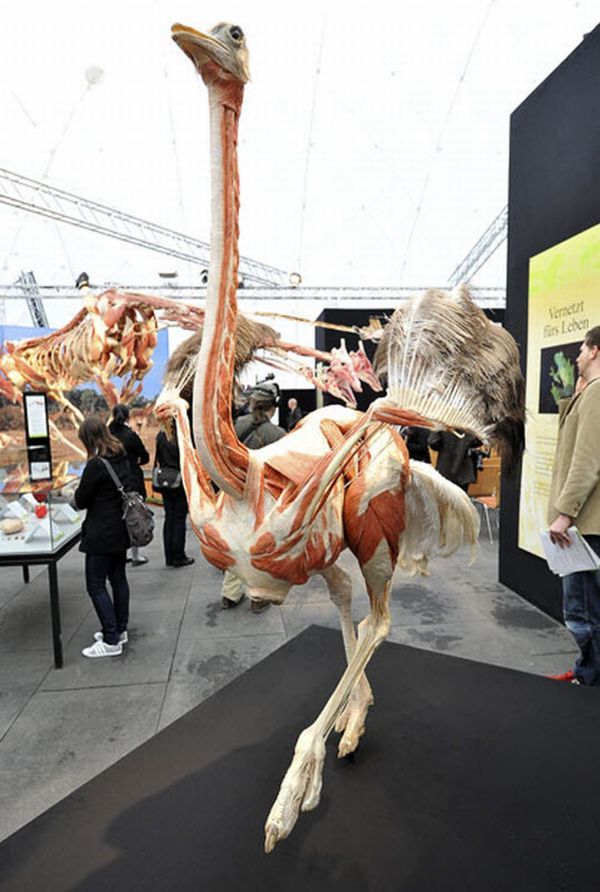 Anatomical safari, an unusual exhibition of Dr. Gunther von Hagens - 12