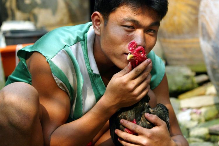 Cock-fighting - brutal and bloody sport - 02