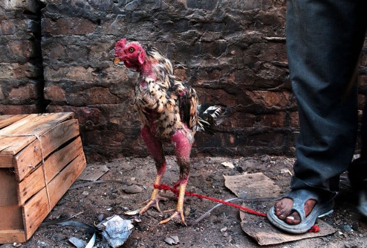 Cock-fighting - brutal and bloody sport - 04