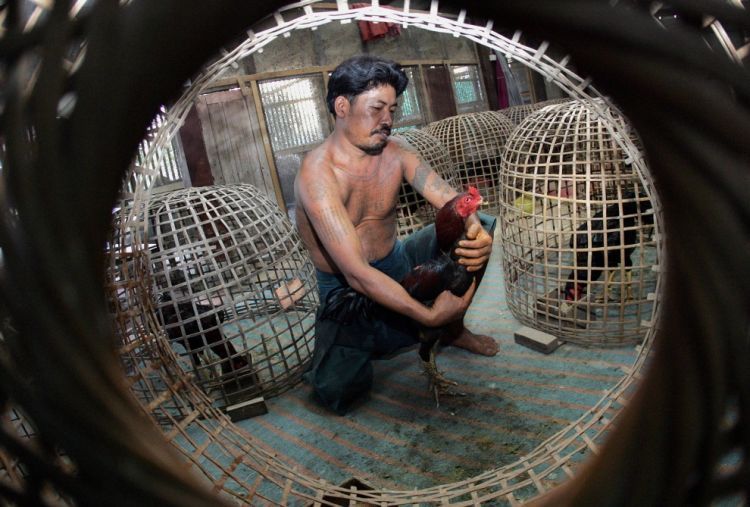 Cock-fighting - brutal and bloody sport - 05