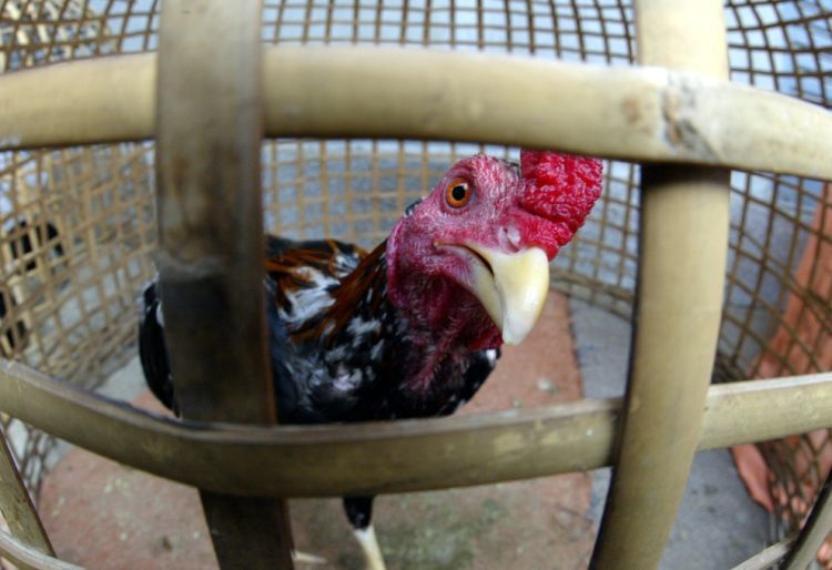 Cock-fighting - brutal and bloody sport - 07