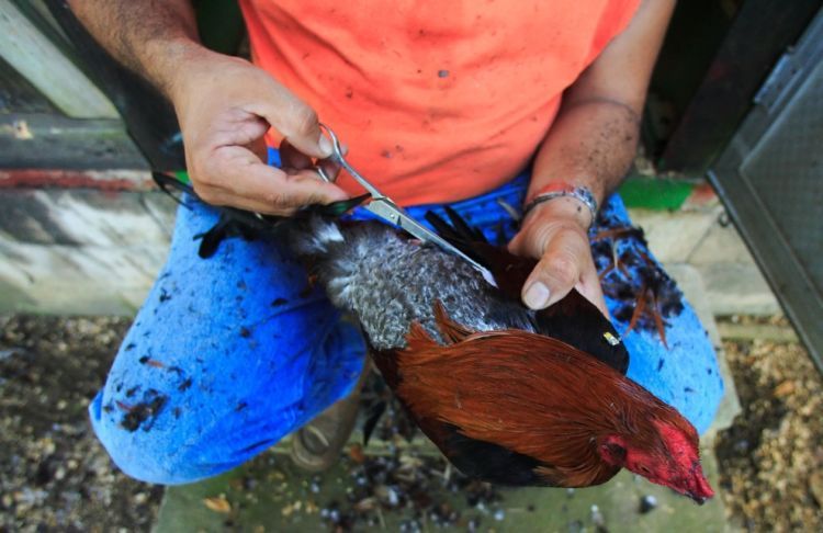 Cock-fighting - brutal and bloody sport - 09