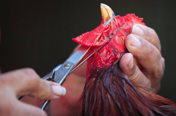 Cock-fighting - brutal and bloody sport - 11
