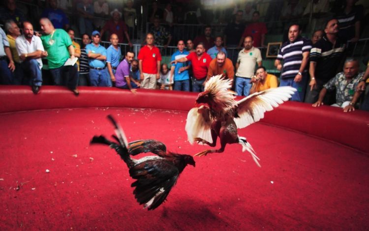 Cock-fighting - brutal and bloody sport - 19