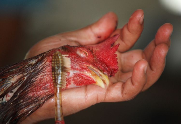 Cock-fighting - brutal and bloody sport - 22