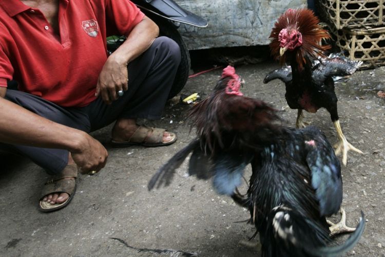 Cock-fighting - brutal and bloody sport - 28