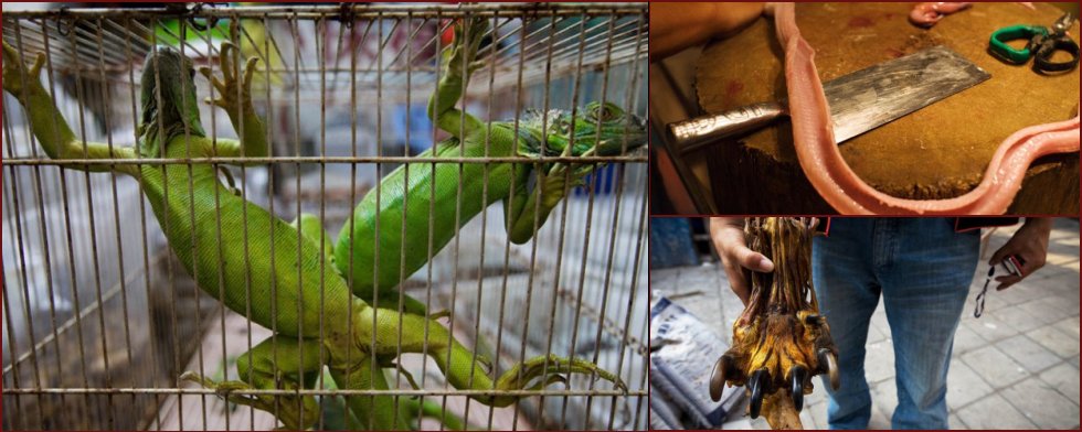 Exotic animals in Asian markets - 14