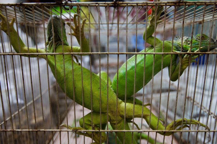 Exotic animals in Asian markets - 05