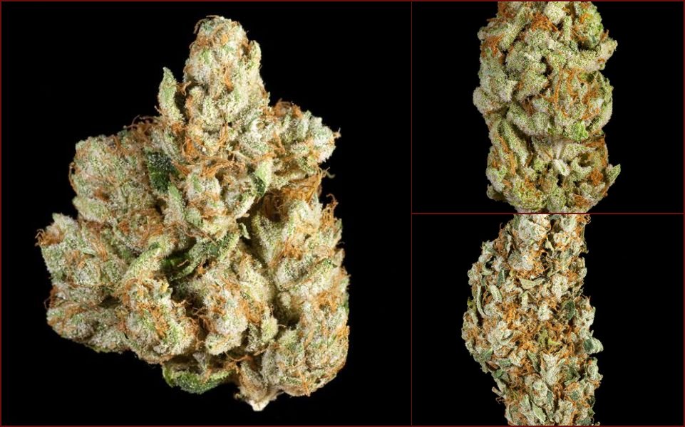 Elite marijuana varieties - 6